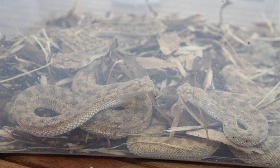 2014-10-21-941CITES 3.jpg